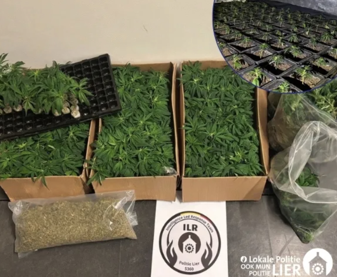 Politie Lier doekt cannabisplantage op