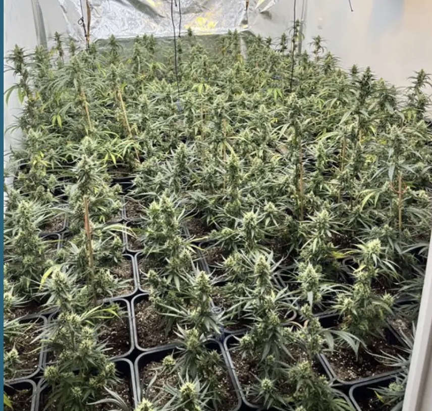 Politie Lier ontdekt cannabisplantage